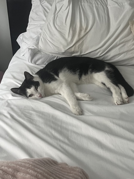 I rescued a cat today