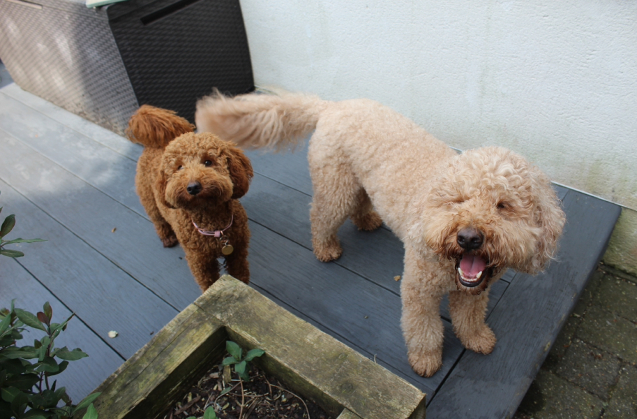 Share Your Dog Stories and Photos! 🐾 Chance to Win £100!