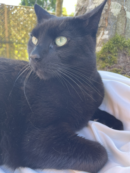 Passports, buckets and spades - the Excellent Cats go on their holidays