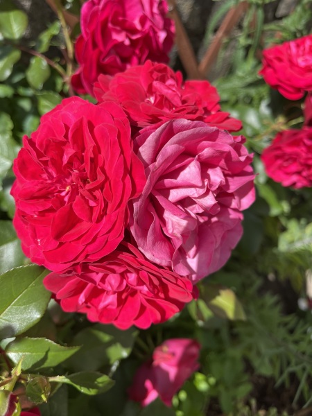 Thread 1 Starmer: A New Hope