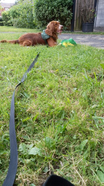 Puppy Survival Thread for New and Old Pups - Spring is around the corner!