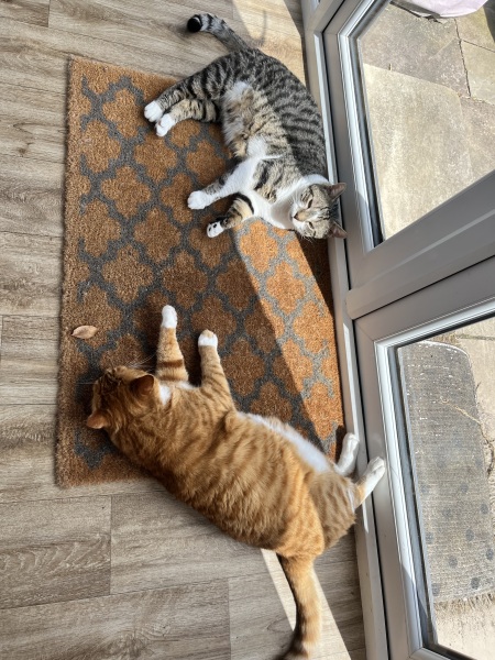 Will they ever be friends or is tolerance as good as it gets? Anything I can do?