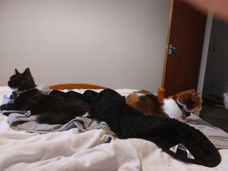 Will they ever be friends or is tolerance as good as it gets? Anything I can do?