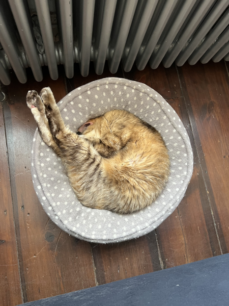 New (first) cat - what sort of bed?