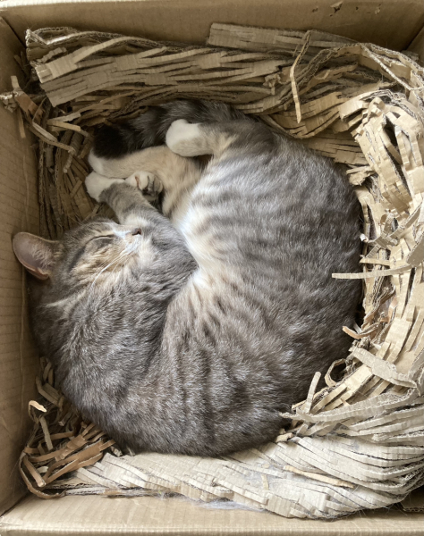 New (first) cat - what sort of bed?