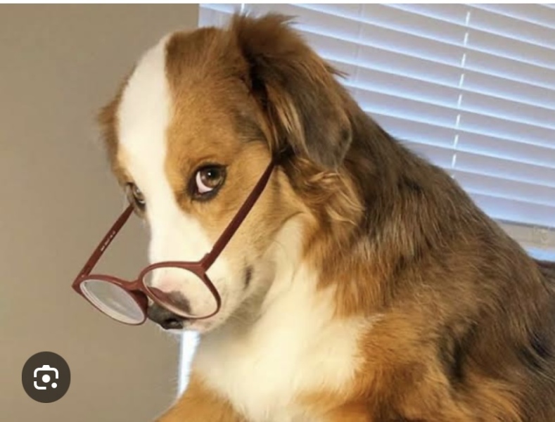 To want my glasses back?