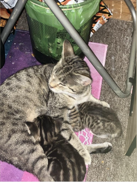 Lost our kittens....but not in that way.