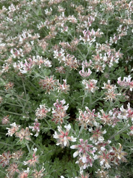 What plant is this?
