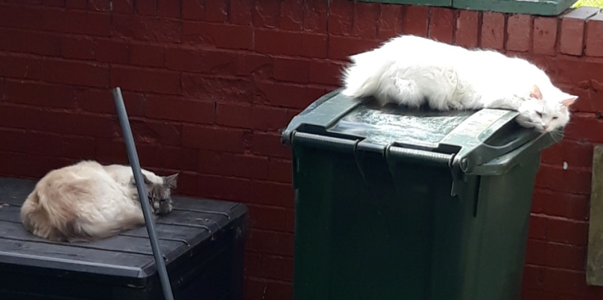 The One where TC moved to Scotland and joined the Excellent Cats