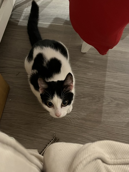 I thought I had made a room kitten suitable….