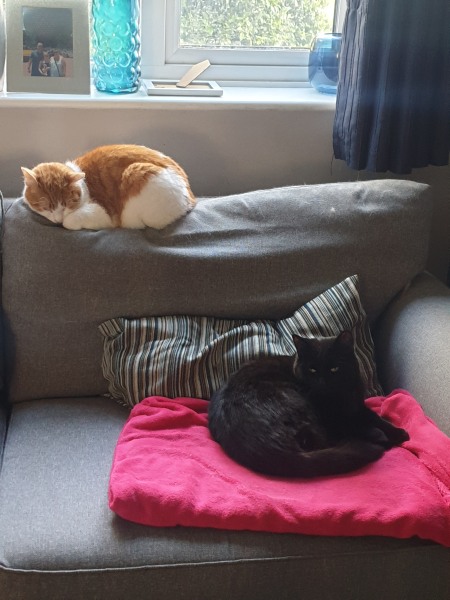 Who is Larry the cat’s family?