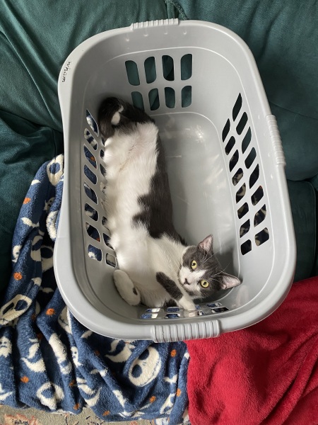 Cat photos