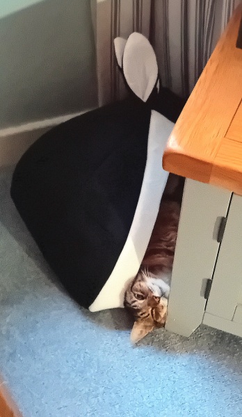 The One where TC moved to Scotland and joined the Excellent Cats