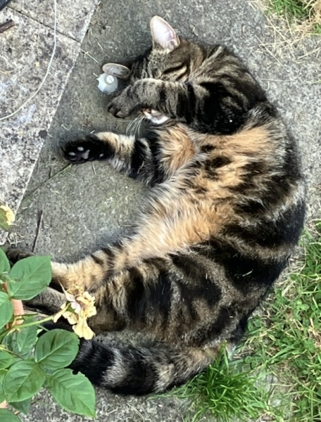 Are these mackerel tabby markings?