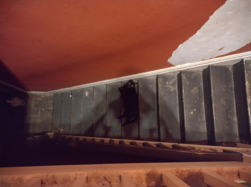 Passports, buckets and spades - the Excellent Cats go on their holidays