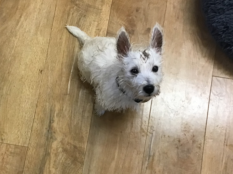 Share Your Dog Stories and Photos! 🐾 Chance to Win £100!