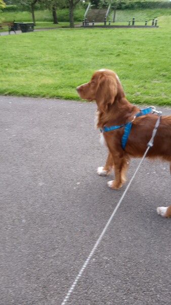 Working Cocker Spaniel?