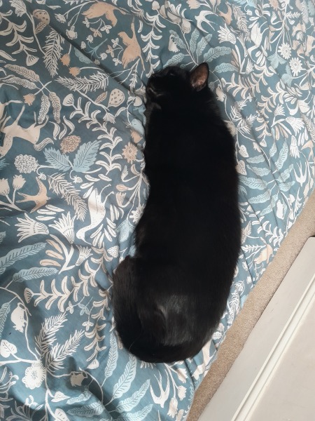 The One where TC moved to Scotland and joined the Excellent Cats