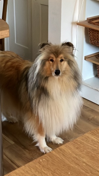 To ask you to come and celebrate your dog with me