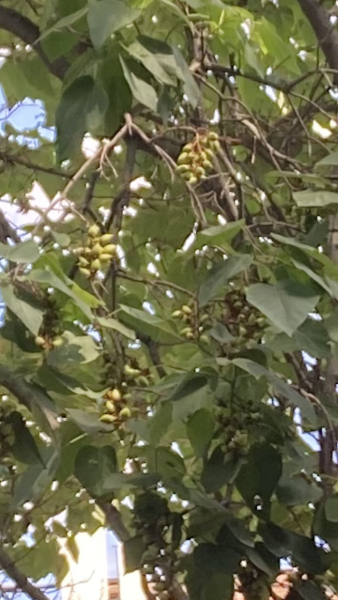Tree identification - in Prague