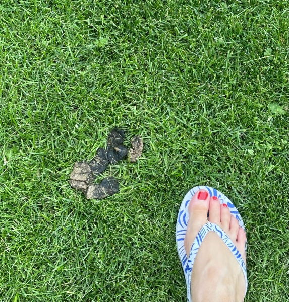 Poo in my garden