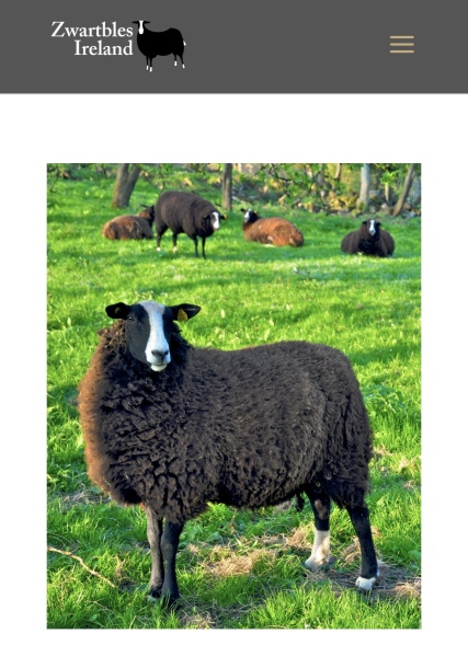 The One where TC moved to Scotland and joined the Excellent Cats