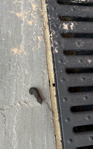 IS THIS RAT POO all over my garden patio 😭