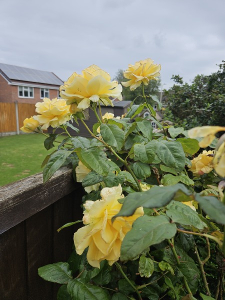 Thread 1 Starmer: A New Hope