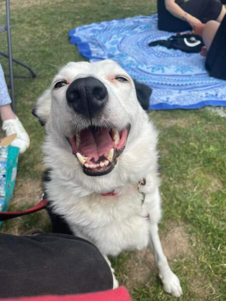 Share Your Dog Stories and Photos! 🐾 Chance to Win £100!