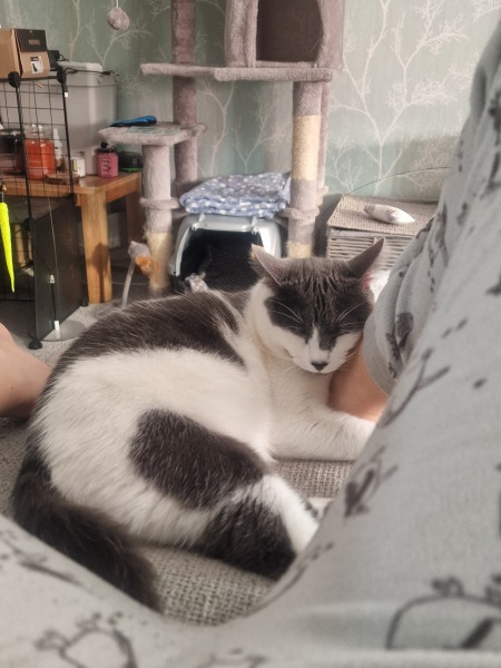 New (first) cat - what sort of bed?
