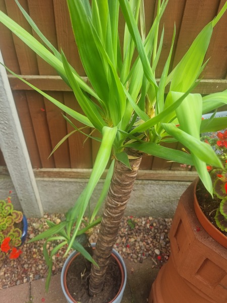 Why does this plant STINK? Photo included