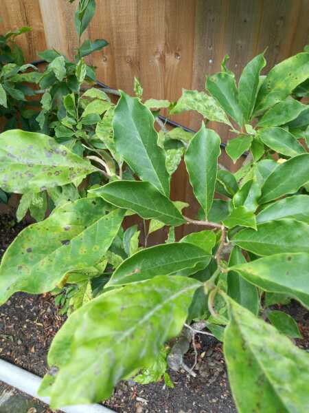 Is this a fungal disease on my shrub
