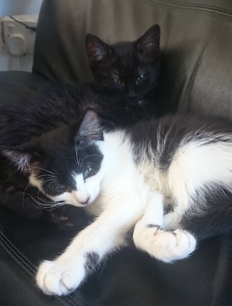 New (first) cat - what sort of bed?