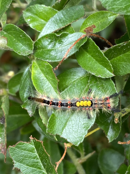 Is this a good caterpillar?