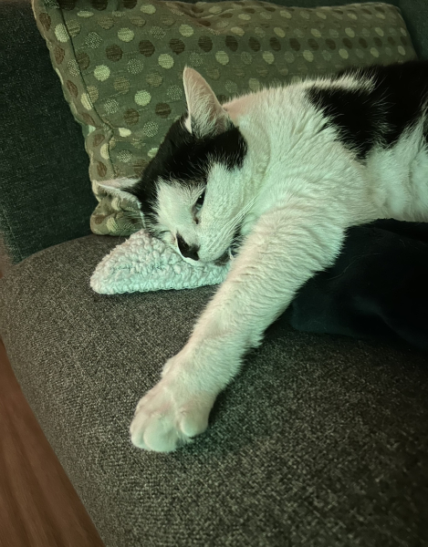 The One where TC moved to Scotland and joined the Excellent Cats