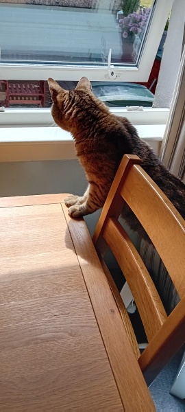 The One where TC moved to Scotland and joined the Excellent Cats