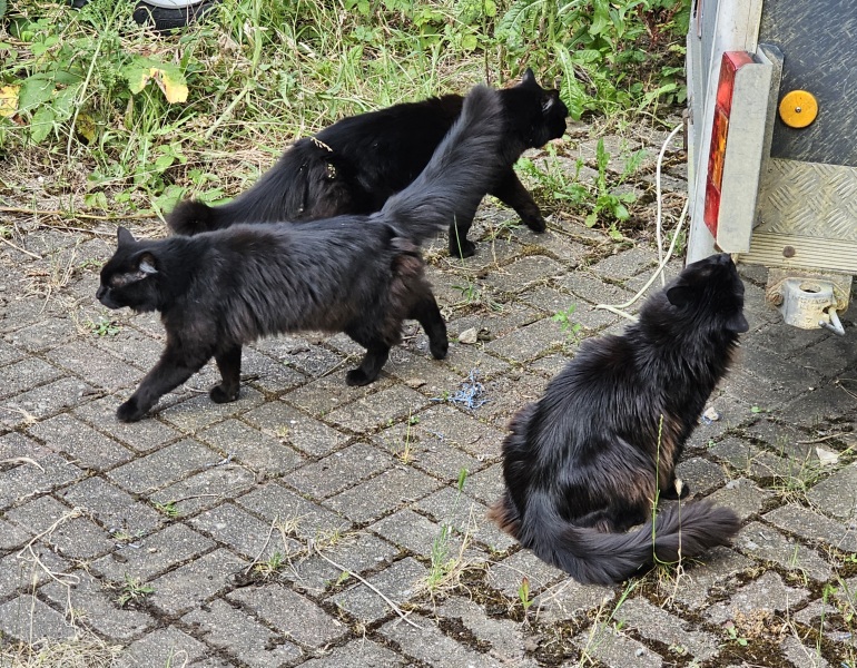 Thread 2. Starmer, return of the Labour government