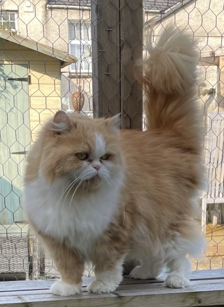 Thread 2. Starmer, return of the Labour government