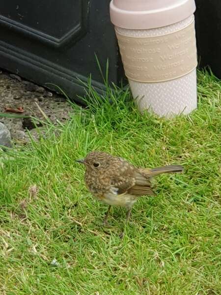 What have you done in the garden today? Part 5