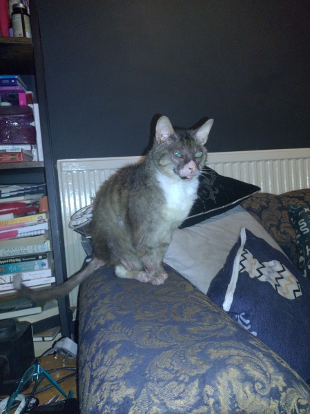 The One where TC moved to Scotland and joined the Excellent Cats