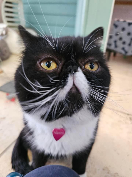 Magnificent Moustaches
