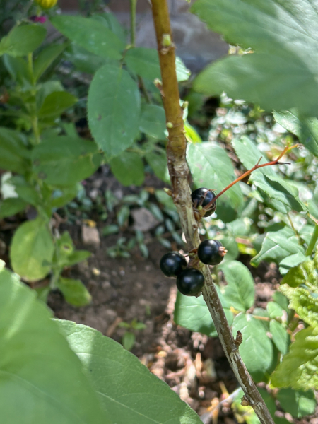 The Vegetable Patch 2024/2025