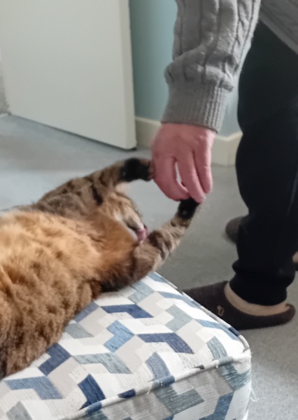 The One where TC moved to Scotland and joined the Excellent Cats