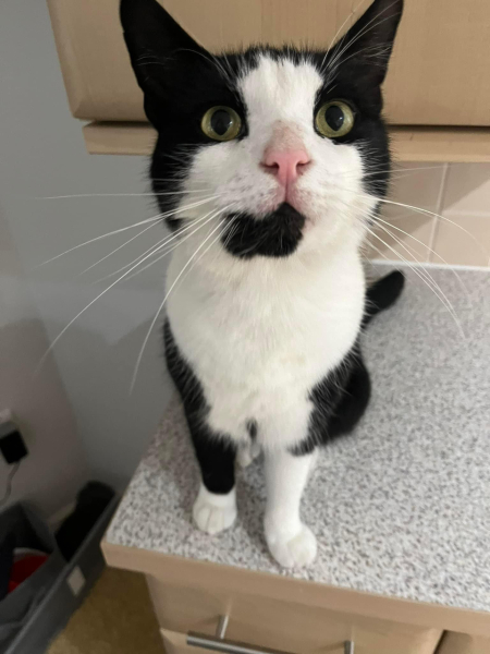 The One where TC moved to Scotland and joined the Excellent Cats