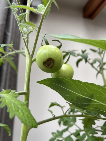 Is this blight?