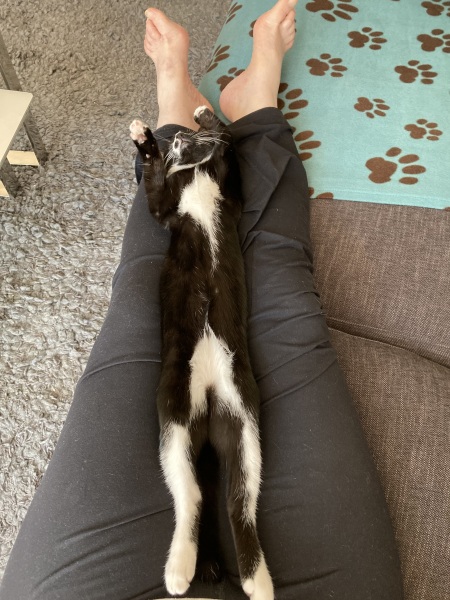 The One where TC moved to Scotland and joined the Excellent Cats