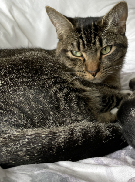 Are these mackerel tabby markings?