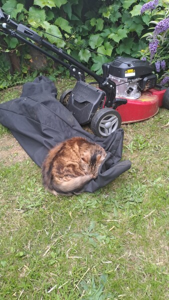 New (first) cat - what sort of bed?
