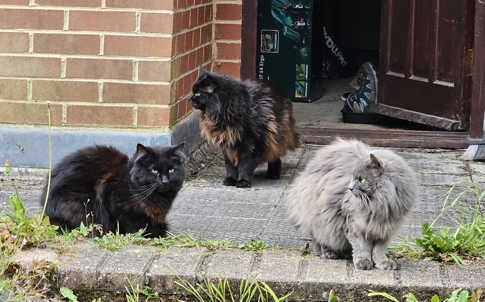 The One where TC moved to Scotland and joined the Excellent Cats