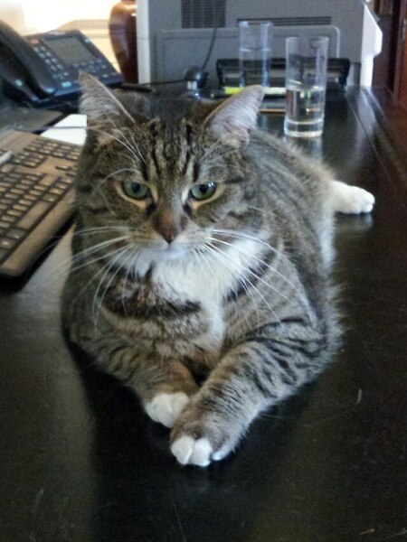 Who is Larry the cat’s family?